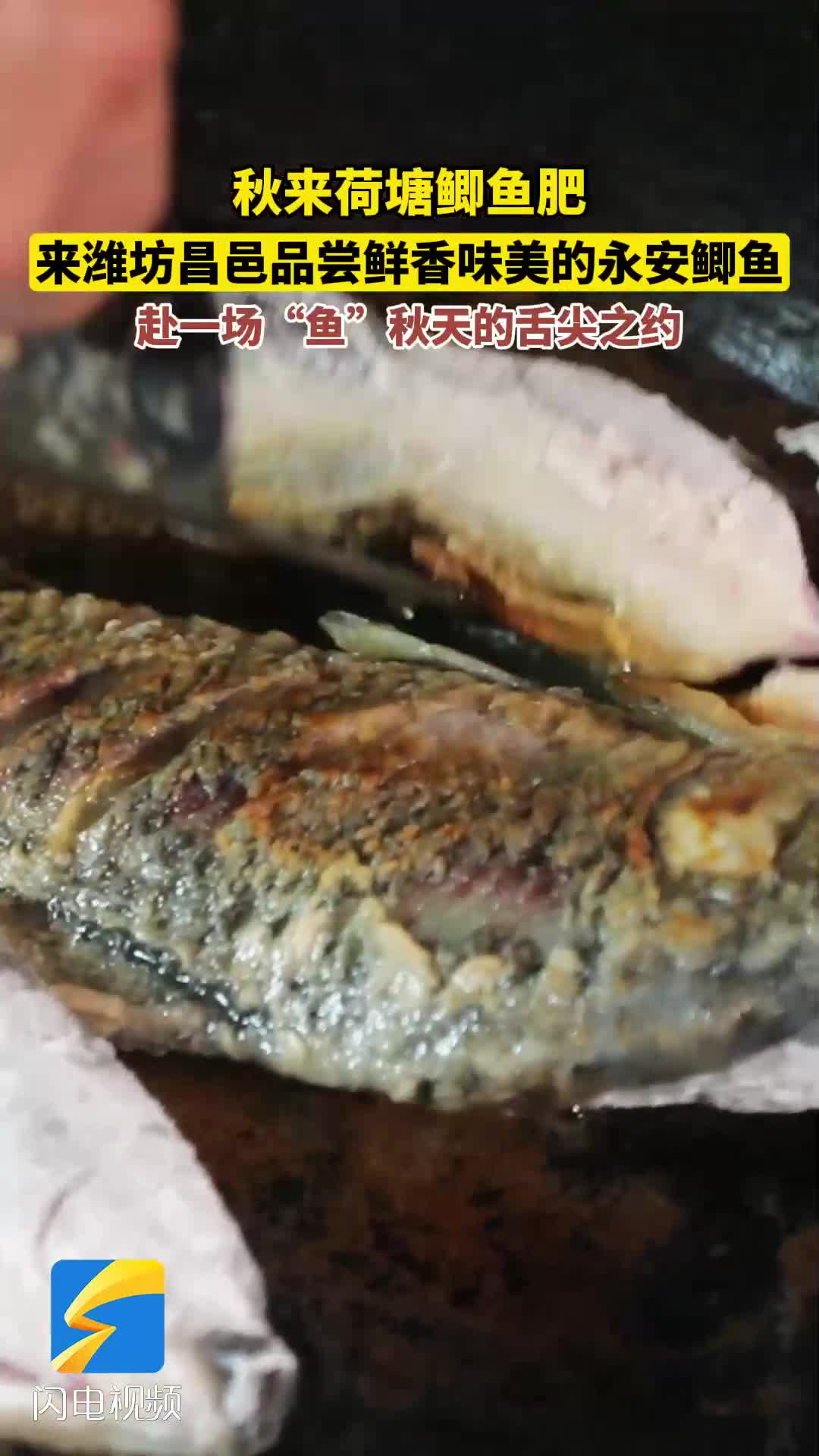 秋来荷塘鲫鱼肥 来潍坊昌邑赴一场“鱼”秋天的舌尖之约