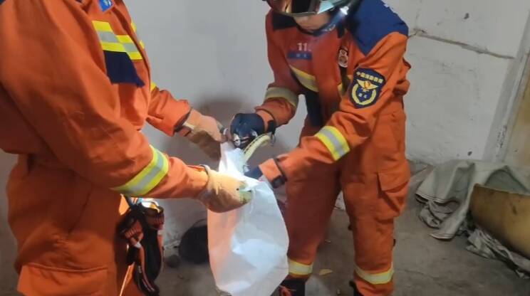 潍坊昌乐：菜花蛇闯入民宅 消防员火速除隐患