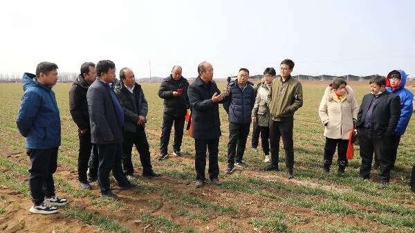 潍坊昌乐32万亩冬小麦陆续进入返青期 贴心农技服务护航粮食丰收
