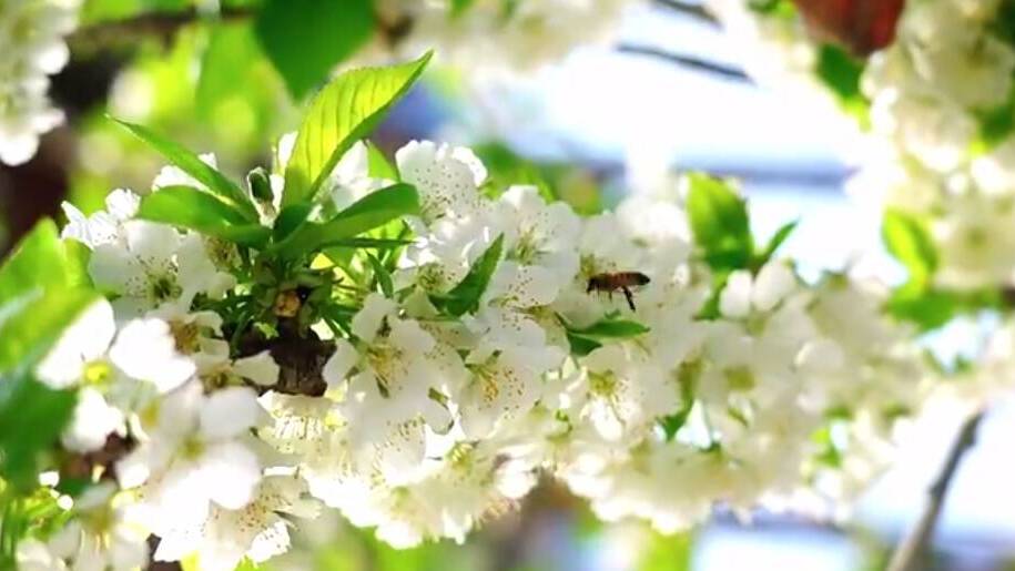 潍坊高密市：樱桃花开春来早