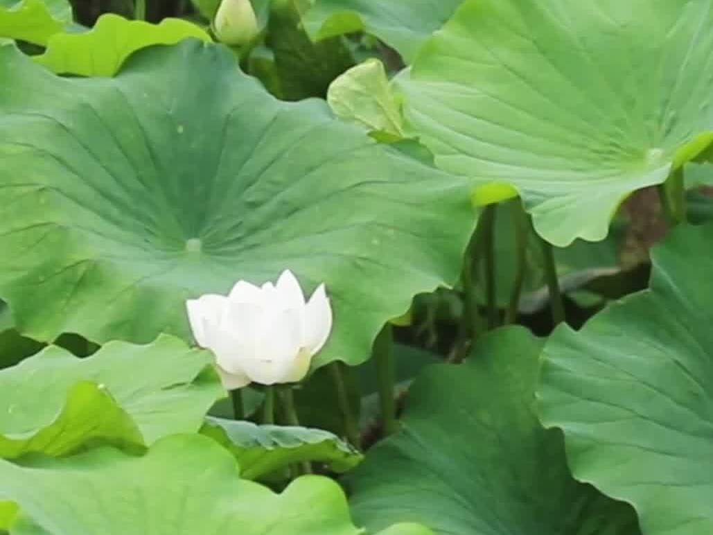 潍坊昌邑：提升乡村“颜值”  擦亮乡村振兴“底色”