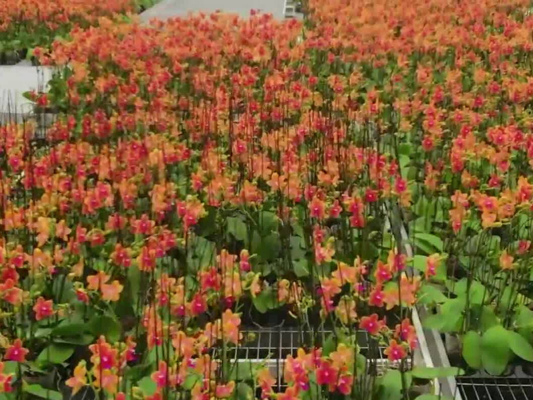 潍坊昌邑：姹紫嫣红迎新春 55万株蝴蝶兰进入盛花期