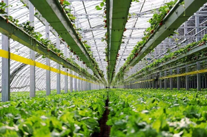 潍坊发布第二批10个数字农业典型应用场景 为农业延伸发展开辟新空间